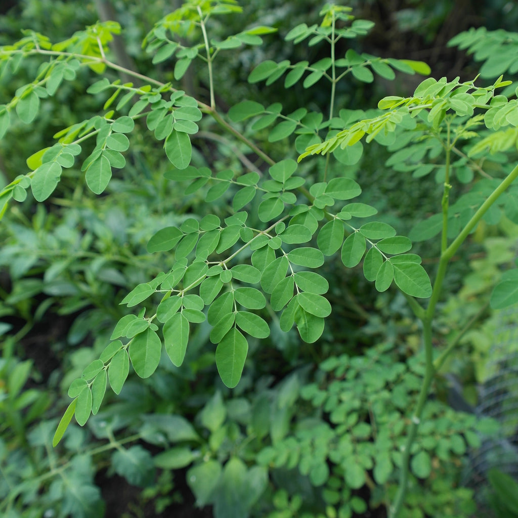 THE INDIAN ORIGIN SUPERFOOD - MORINGA